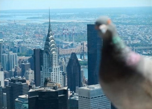 Pigeon photobombs Nw York City
